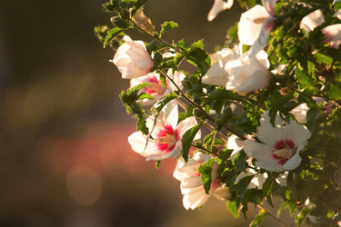 25 White & Hot Pink ROSE Of SHARON HIBISCUS Syriacus Flower Tree Bush Seeds